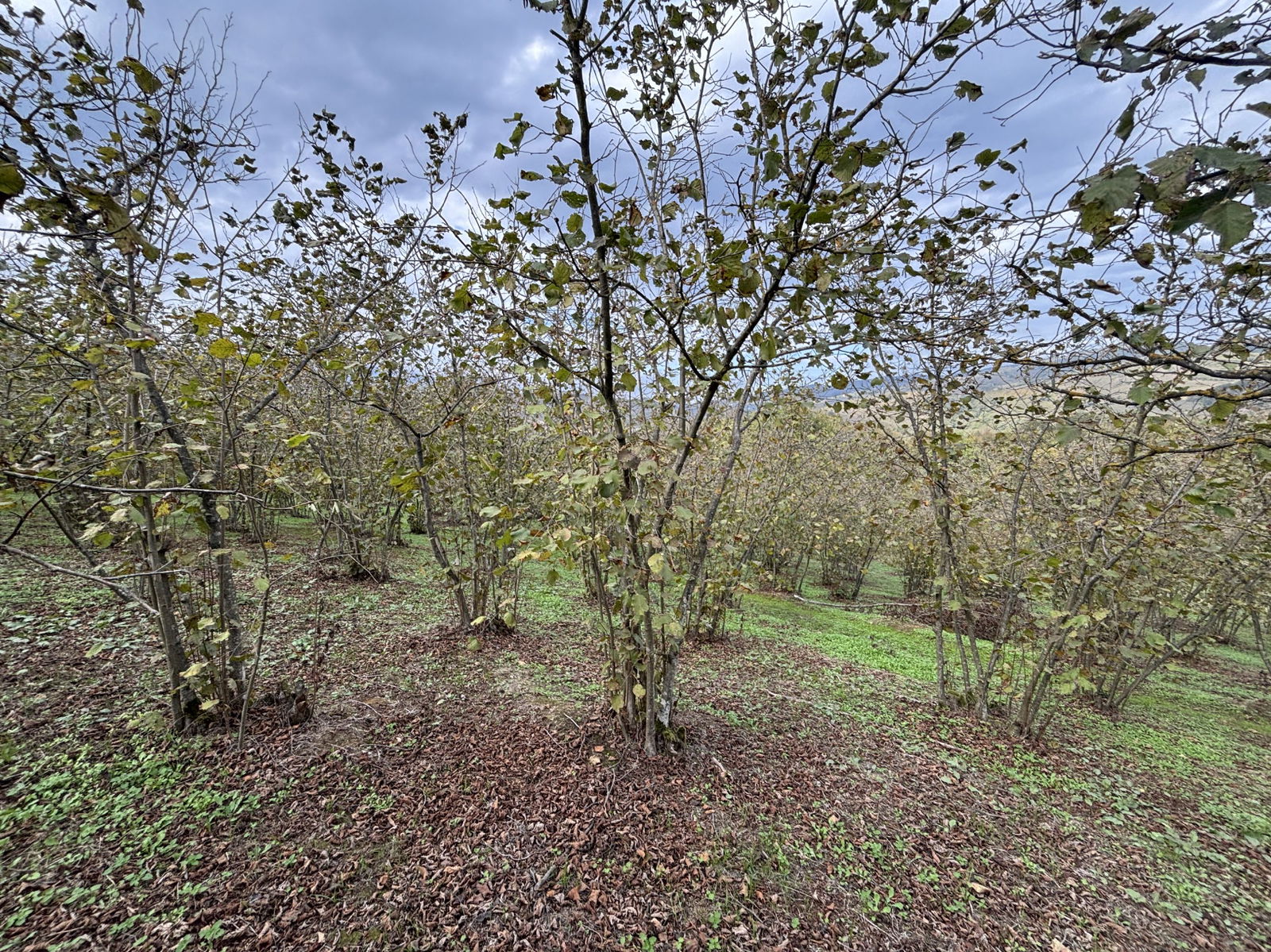 GÜLDERE KÖYÜ'NDE 5778 M2 SATILIK ARSA