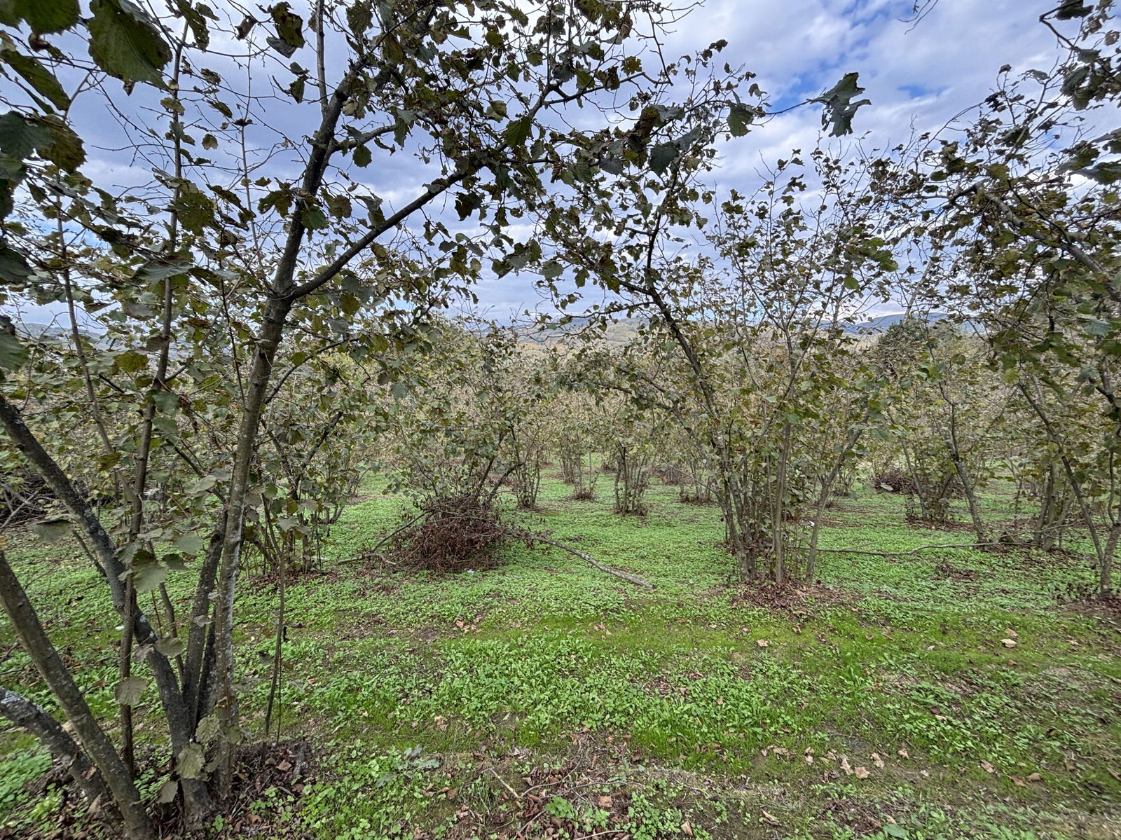 GÜLDERE KÖYÜ'NDE 5778 M2 SATILIK ARSA