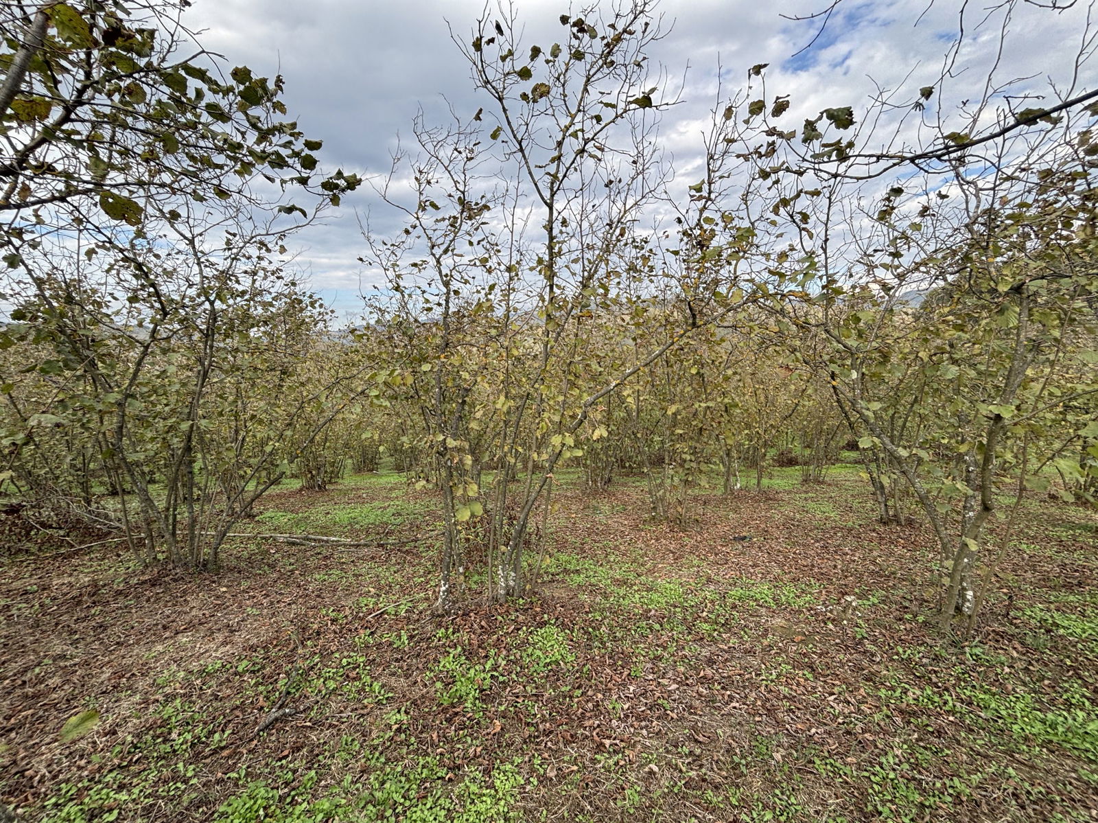 GÜLDERE KÖYÜ'NDE 5778 M2 SATILIK ARSA