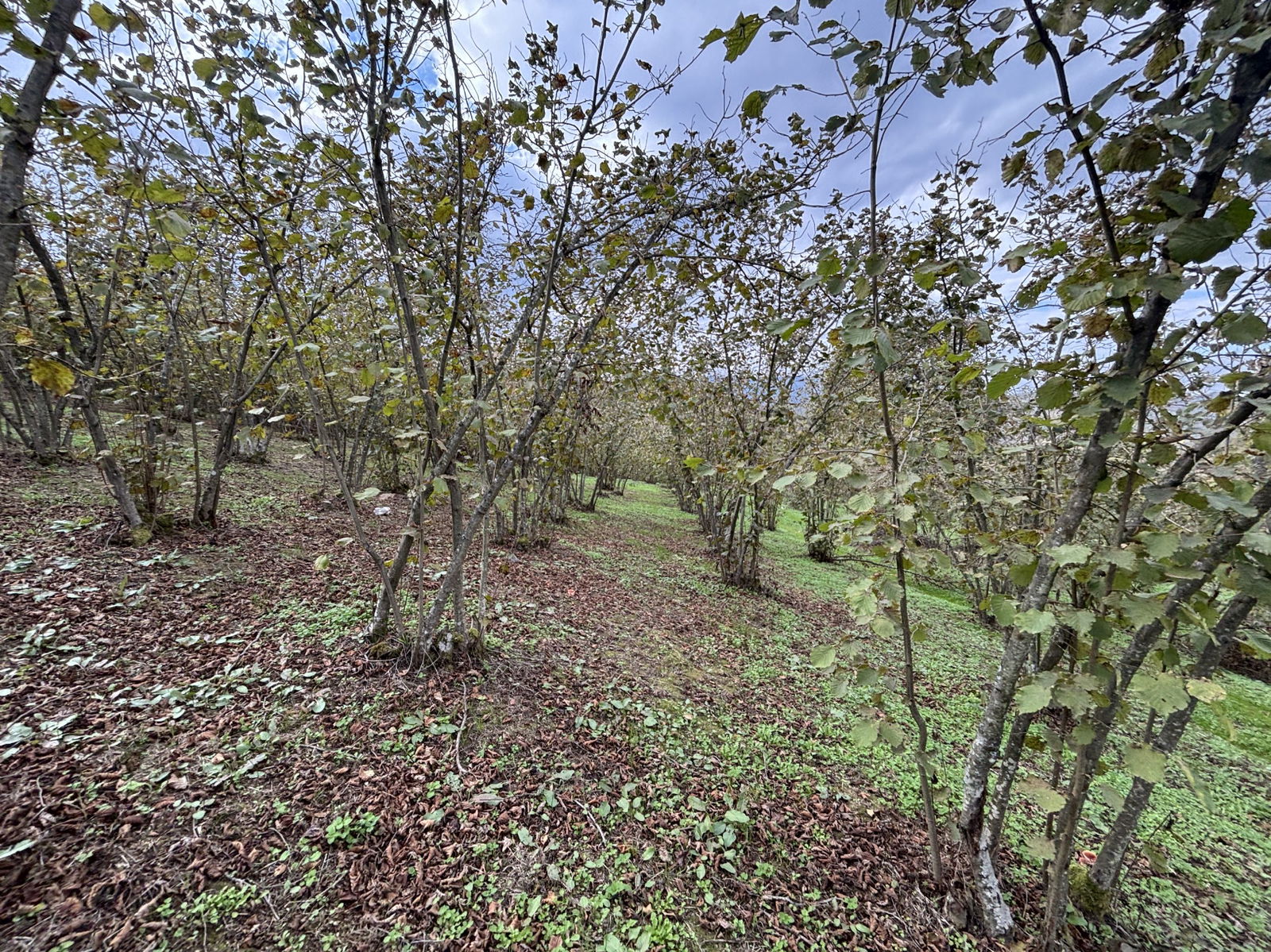 GÜLDERE KÖYÜ'NDE 5778 M2 SATILIK ARSA