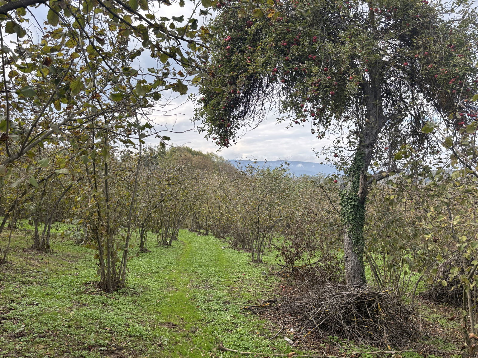 GÜLDERE KÖYÜ'NDE 5778 M2 SATILIK ARSA