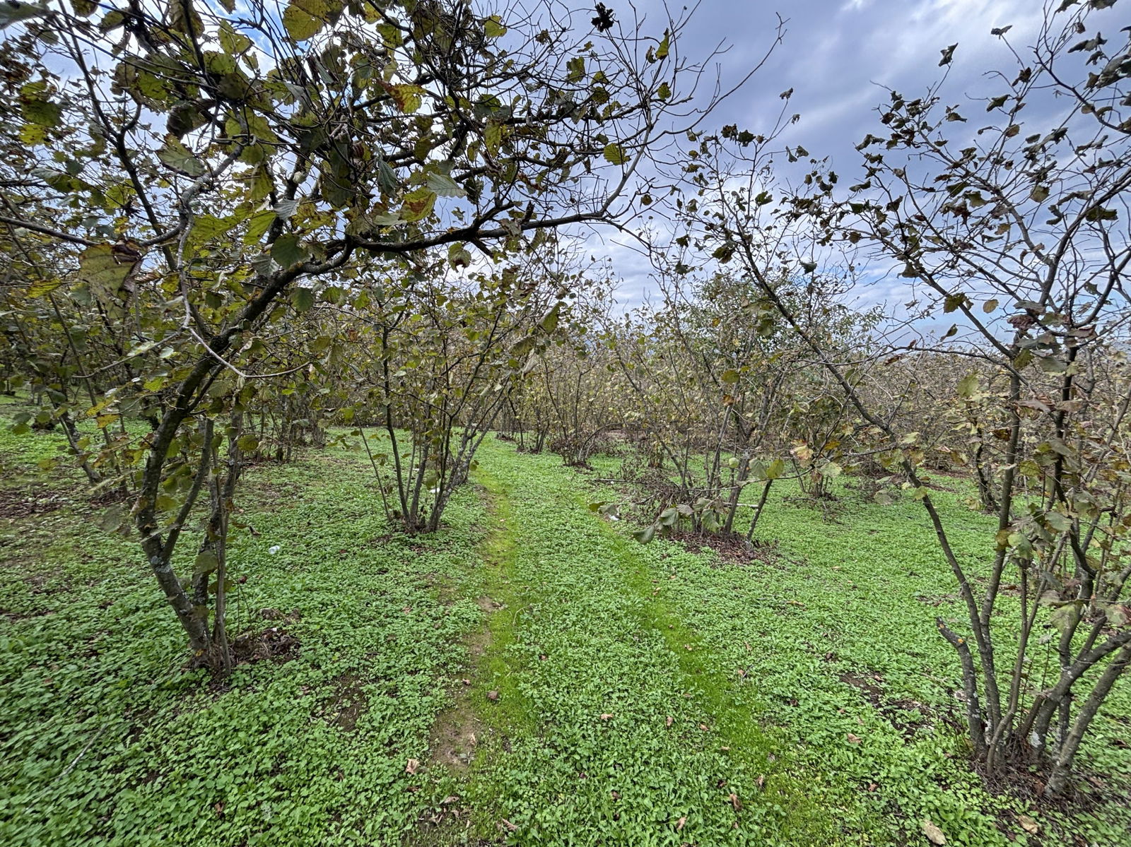 GÜLDERE KÖYÜ'NDE 5778 M2 SATILIK ARSA