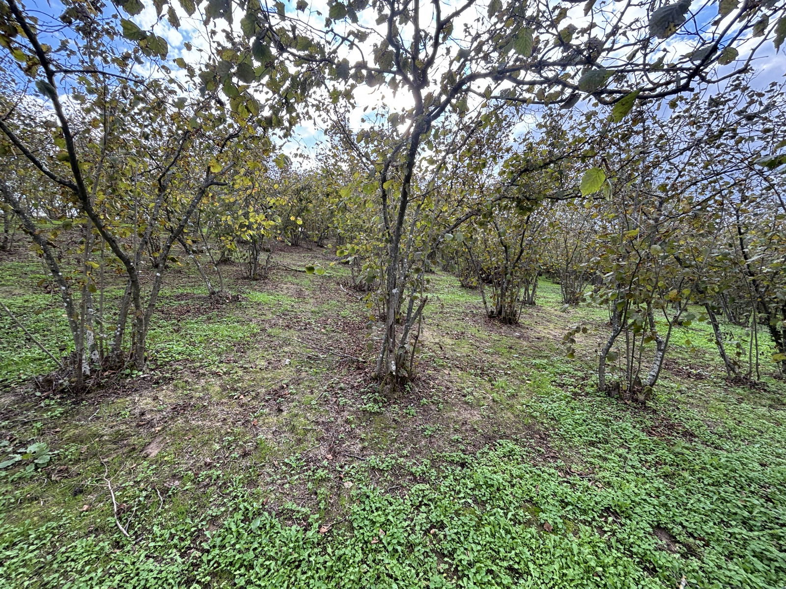 GÜLDERE KÖYÜ'NDE 5778 M2 SATILIK ARSA