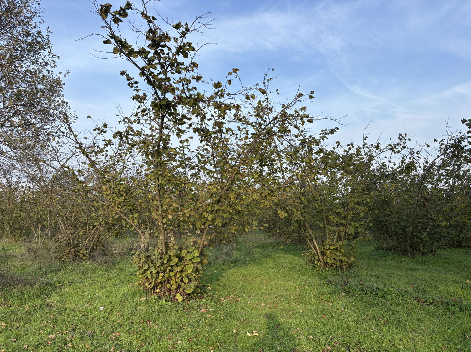 SARAYYERİ MAHALLESİ'NDE 2050 M2 SATILIK ARSA