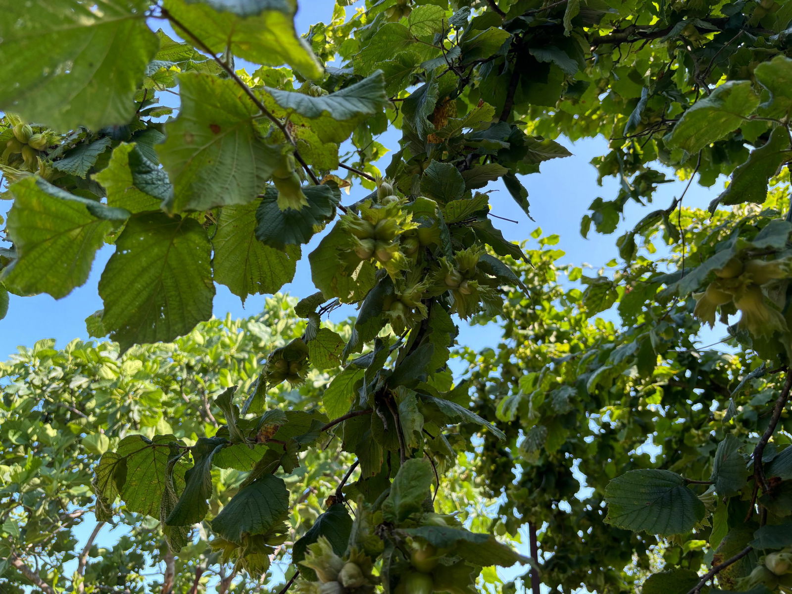 Satılık Arsa 1,800,000 TL