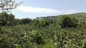 Düzce  Satılık  Fındıklık