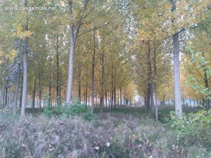 Düzce  Satılık  Arazi