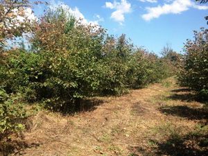 Düzce  Satılık  Fındıklık