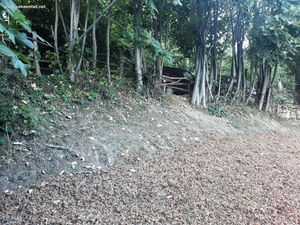 Düzce  Satılık  Fındıklık