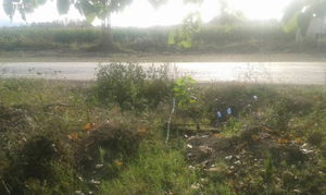 Düzce  Satılık  Arazi