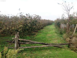 Düzce  Satılık  Fındıklık