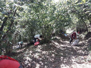 Düzce  Satılık  Fındıklık