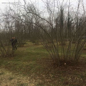 Düzce  Satılık  Arazi