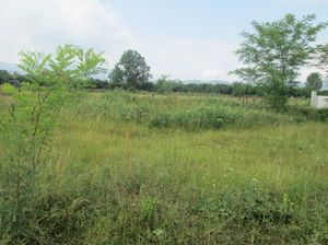 Düzce  Satılık  Arsa