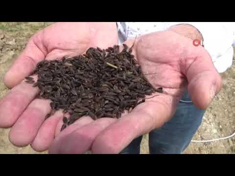 Siyah Pirinç, Çilimli İle Anılacak (Düzce Damla)