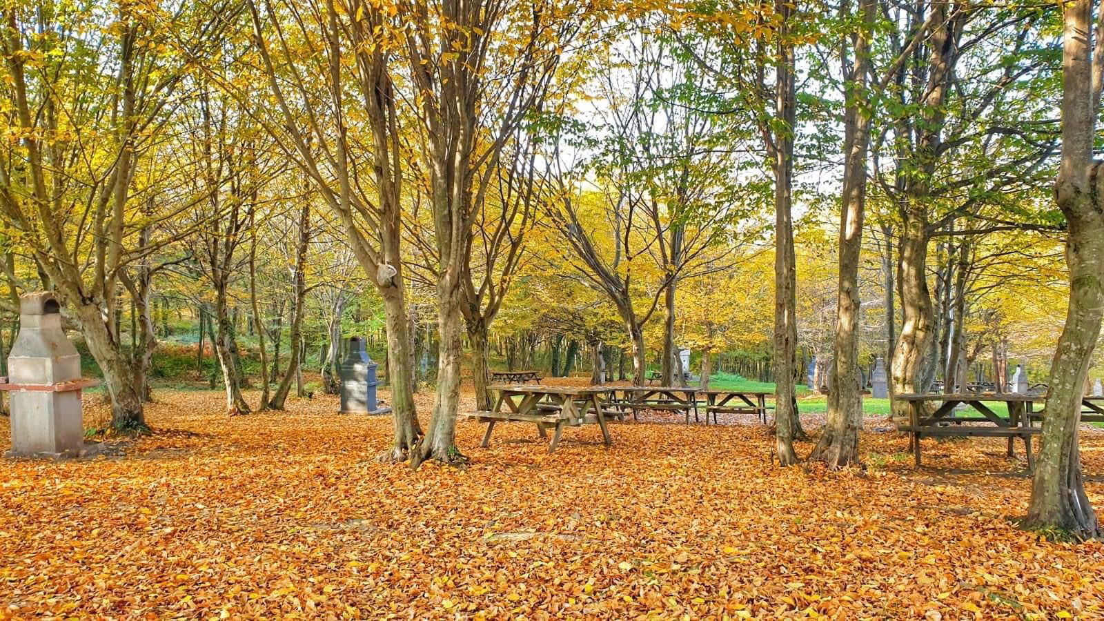 Kaynaşlı Gırgın Çayırı Mesire ve Piknik Alanı