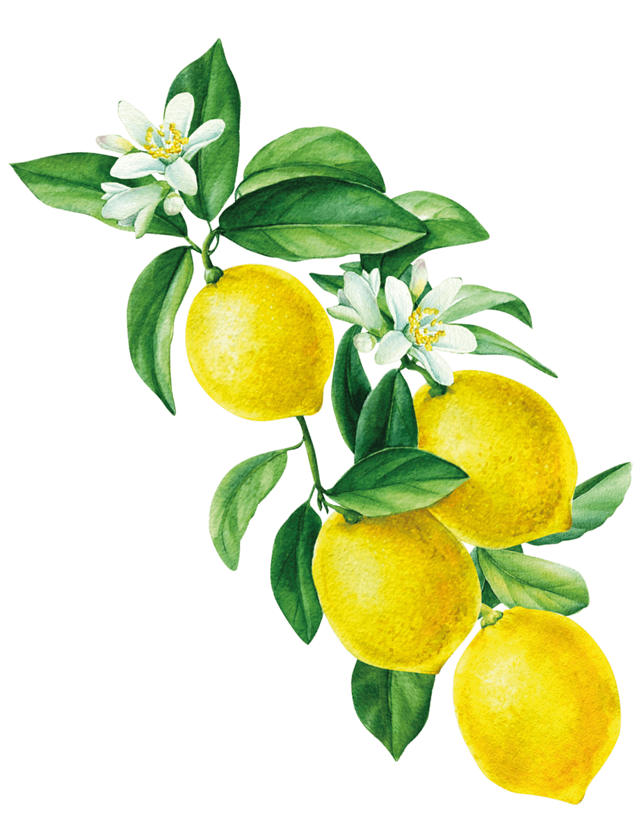 Limon Kolonyası